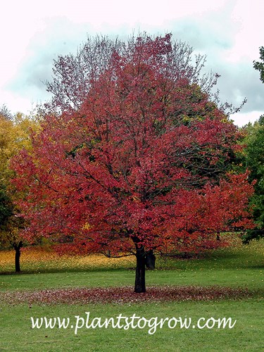 Autumn Flame Red Maple (Acer rubrum) The picture was taken past its prime fall color which is a deep red color.  (Oct. 22)